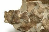 Fossil Plesiosaur (Thililua?) Vertebrae in Rock - Asfla, Morocco #328418-1
